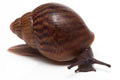 Achatina achatin achatina Ghana typ 2c juvenil
